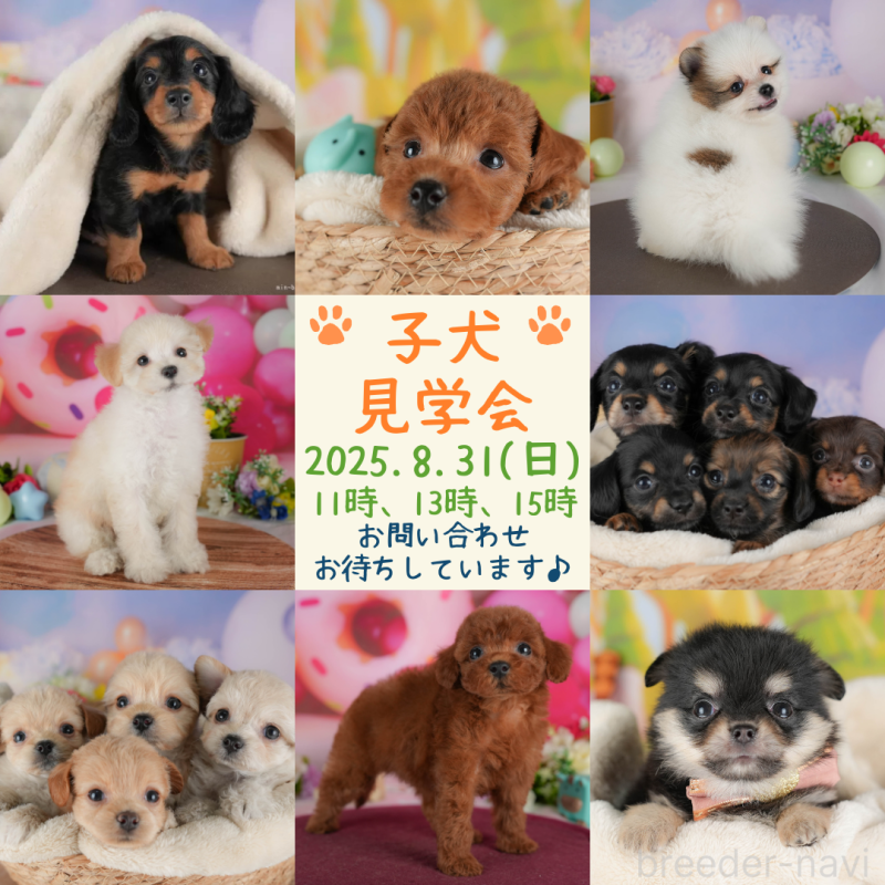 成約済の栃木県のトイプードル-406415の3枚目